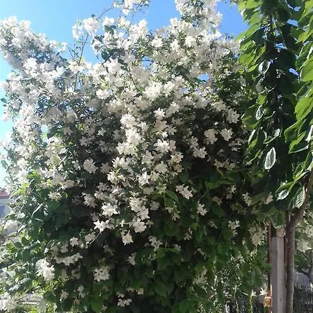 Ercegovic